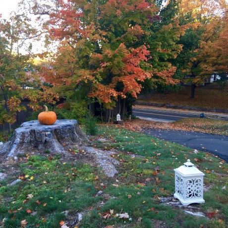 pumpkin on tree stump
